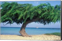 Kwihi Tree,  Aruba, Caribbean Fine Art Print