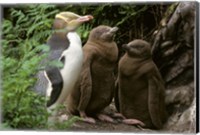 Yellow-Eyed Penguin, New Zealand Fine Art Print