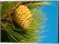 Pine Cone in Tree, New Zealand Fine Art Print