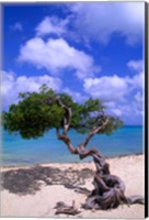 Lone Divi Tree, Aruba, Caribbean Fine Art Print