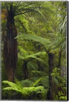Tree ferns, Manginangina Kauri Walk, Puketi Forest, near Kerikeri, North Island, New Zealand Fine Art Print