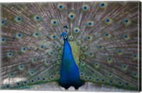 Bahamas, Nassau, Indian Peacock patterns Fine Art Print