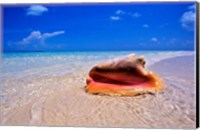 Conch at Water's Edge, Pristine Beach on Out Island, Bahamas Fine Art Print