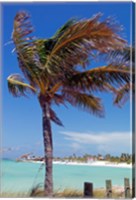 Palm Tree of Castaway Cay, Bahamas, Caribbean Fine Art Print