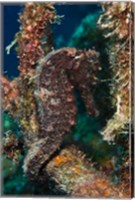 Longsnout Seahorse, Marine Life, Netherlands Antilles Fine Art Print