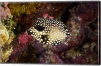 Smooth Trunkfish, Bonaire, Netherlands Antilles Fine Art Print