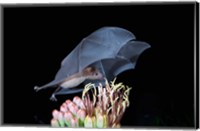 Leafnosed Fruit Bat, Arizona, USA Fine Art Print