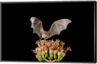 Lesser Long-nosed Bat, Tuscon, Arizona Fine Art Print