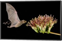 Lesser Long-Nosed Bat in Flight Feeding on Agave Blossom, Tuscon, Arizona Fine Art Print