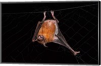 Fishing Bat, Iwokrama Forest Reserve, Guyana Fine Art Print