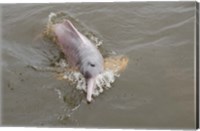 Brazil, Amazonas, Rio Tapajos Freshwater pink Amazon dolphin Fine Art Print