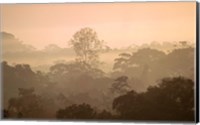 Mist over Canopy, Amazon, Ecuador Fine Art Print