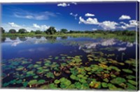 Waterways in Pantanal, Brazil Fine Art Print
