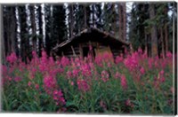 Abandoned Trappers Cabin Amid Fireweed, Yukon, Canada Fine Art Print