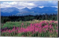 Fireweed Blooms near Kluane National Park, Yukon, Canada Fine Art Print