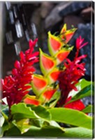 Dominica, Roseau, heliconia, red ginger flowers Fine Art Print