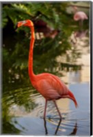Pink flamingo, Bavaro, Higuey, Punta Cana, Dominican Republic Fine Art Print