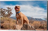 Pitt Bull Terrier dog Fine Art Print