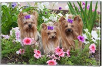 Purebred Yorkshire Terrier Dog in flowers Fine Art Print