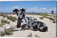 A Great Dane lying in the sand in Ventura, California Fine Art Print