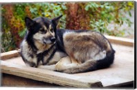 Alaskan Husky dog, Denali Park, Alaska, USA Fine Art Print