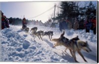Sled Dog Team Starting Their Run on Mt Chocorua, New Hampshire, USA Fine Art Print