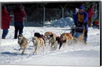 Sled Dog Team, New Hampshire, USA Fine Art Print