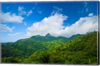 Puerto Rico, El Yunque National Forest, Rainforest Fine Art Print