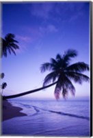 Palm tree, Coconut Grove beach, Cade's Bay, Caribbean Fine Art Print