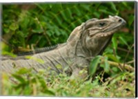 Ground Iguana lizard, Pajaros, Mona Island, Puerto Rico Fine Art Print