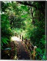 Puerto Rico, Luquillo, El Yunque National Forest path Fine Art Print