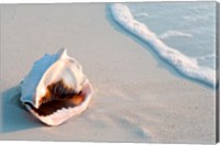 Conch Shell At Sunset, St Martin, Caribbean Fine Art Print