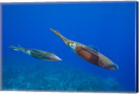 Cayman Islands, Caribbean Reef Squid, Marine Life Fine Art Print