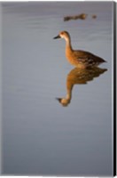 Cayman Islands, West Indian Whistling Duck Fine Art Print