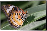 Lacewing Butterfly at the Butterfly Farm, St Martin, Caribbean Fine Art Print