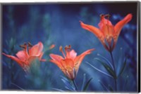 Alberta, Jasper National Park Wood lily flowers Fine Art Print
