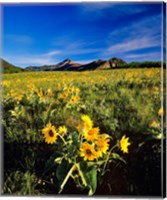 Balsamroot along the Rocky Mountain Front, Waterton Lakes National Park, Alberta, Canada Fine Art Print