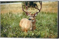 Grazing mule deer buck, Waterton Lakes NP, Canada Fine Art Print