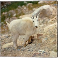 Alberta, Banff NP, Rocky Mountain goat Fine Art Print