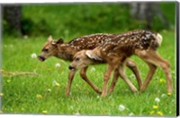 Canada, Alberta, Waterton Lakes NP, Mule deer fawns Fine Art Print