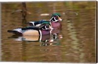 Wood ducks, British Columbia, Canada Fine Art Print