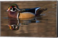Close up of Wood duck, British Columbia, Canada Fine Art Print