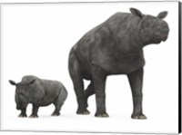 An adult Paraceratherium compared to a modern adult White Rhinoceros Fine Art Print