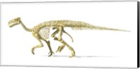 3D Rendering of an Lguanodon Dinosaur Skeleton Fine Art Print