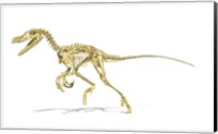 3D Rendering of a Velociraptor Dinosaur Skeleton Fine Art Print