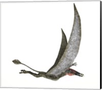 Dorygnathus Flying Dinosaur Fine Art Print
