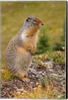 British Columbia, Banff NP, Columbian ground squirrel Fine Art Print