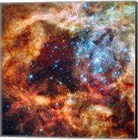 A Hubble Space Telescope image of the R136 Super Star Cluster Fine Art Print