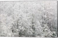 Snow-covered trees, Stanley Park, British Columbia Fine Art Print