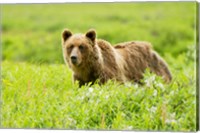 Grizzly bear, Sacred Headwaters, British Columbia Fine Art Print